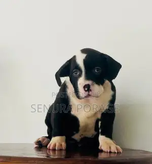 American Bully Puppies