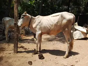 நாம்பன் மாடு