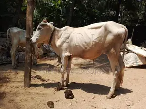 நாம்பன் மாடு