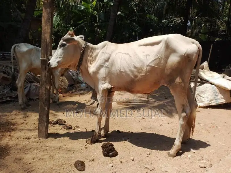 நாம்பன் மாடு