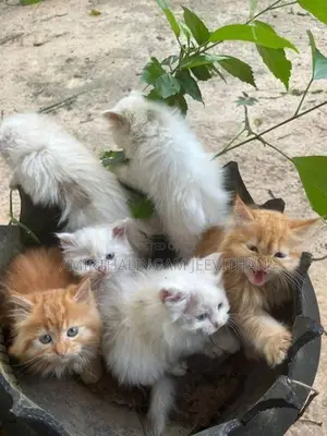 Persian Kittens