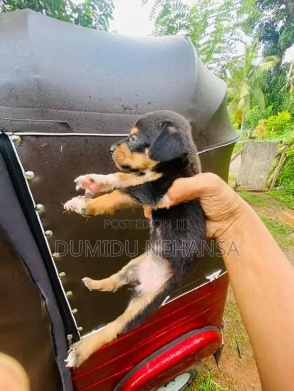 Dachshund Puppy