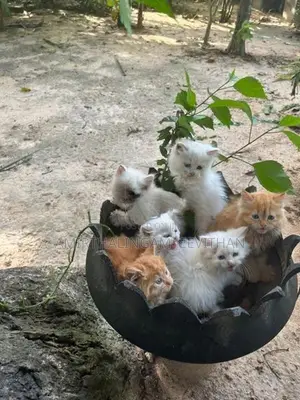 Persian Kittens