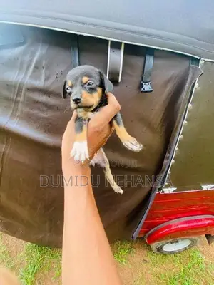 Dachshund Puppy