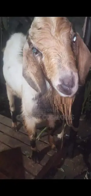 Male goat