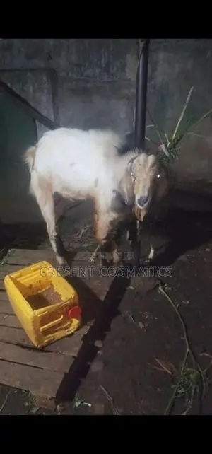 Male goat