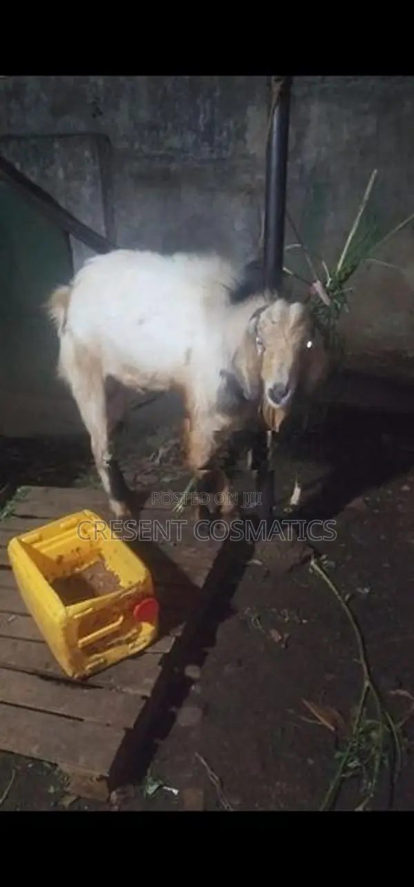 Male goat