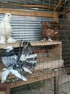 Fantail Young Pair