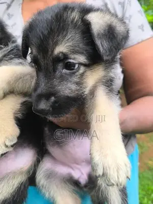 German Shepherd Puppy