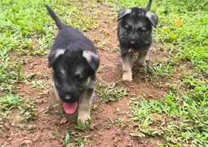 German Shepherd Puppy