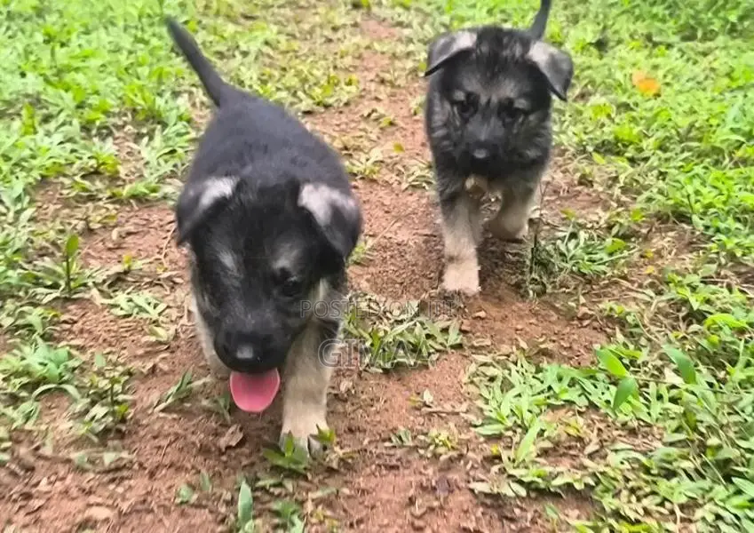 German Shepherd Puppy