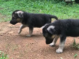 German Shepherd Puppy