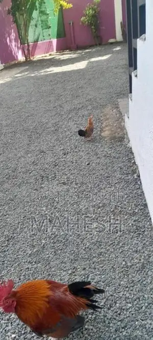 කුකුල් පැටවුන්