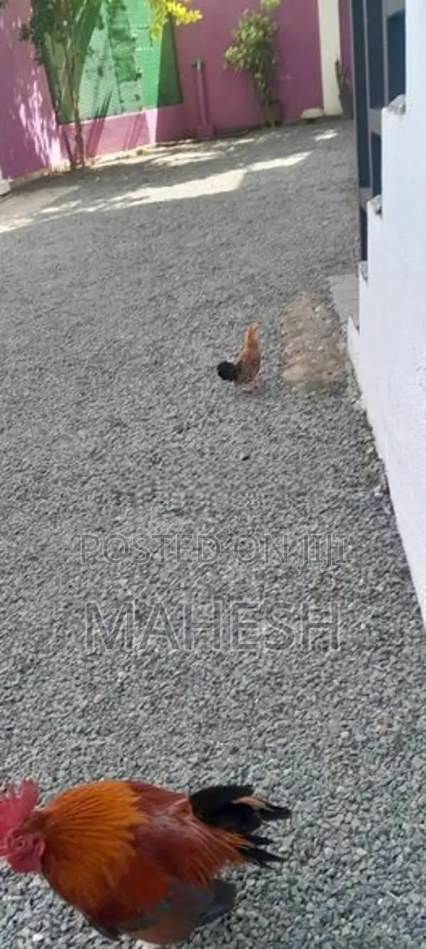 කුකුල් පැටවුන්