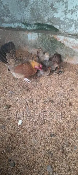 කුකුල් පැටවුන්