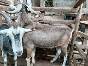 Farm Goats