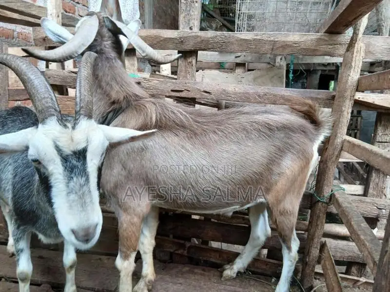 Farm Goats