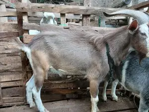 Farm Goats