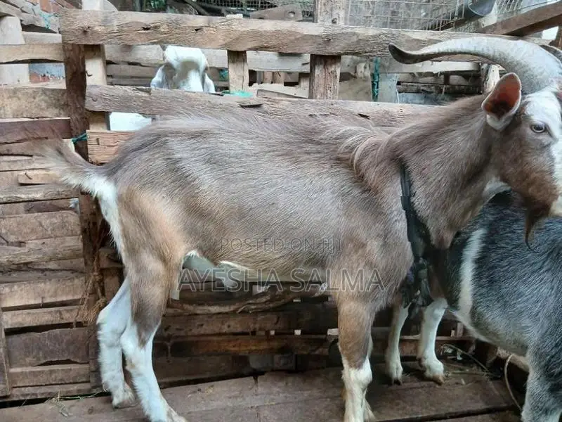 Farm Goats