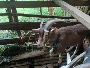 Farm Goats