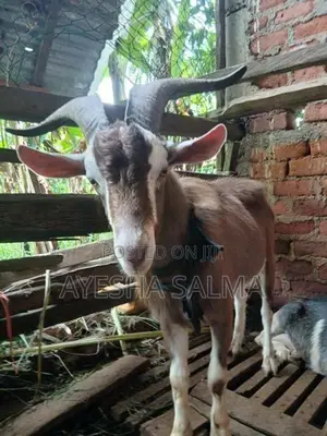 Farm Goats