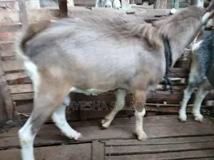 Farm Goats
