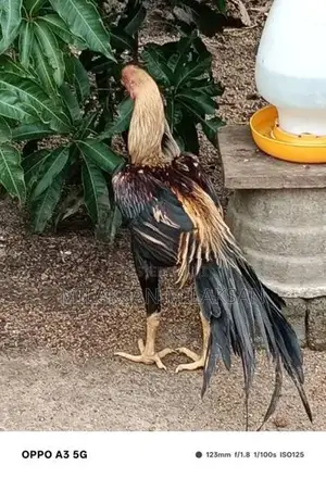 Parrot Nose Roosters