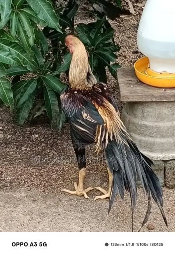 Parrot Nose Roosters