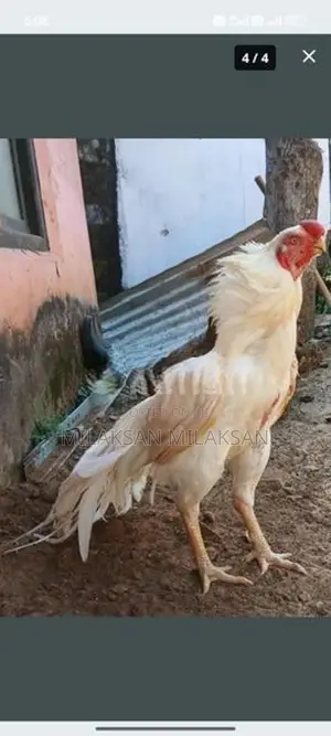 Parrot Nose Roosters