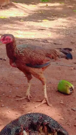 Parrot Nose Roosters