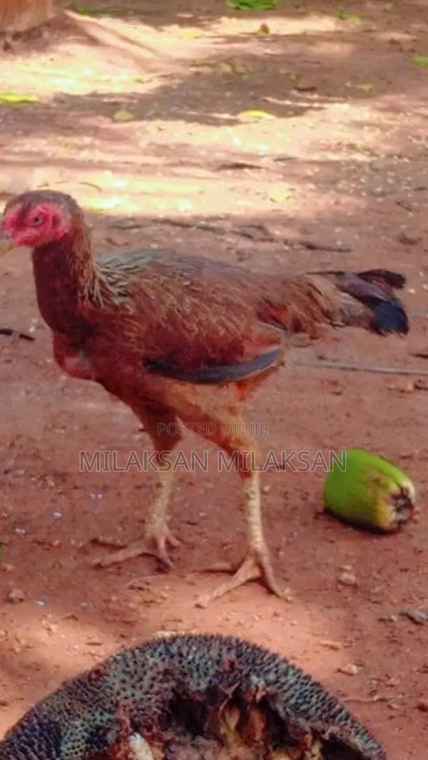 Parrot Nose Roosters