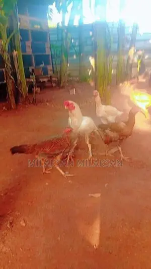 Parrot Nose Roosters