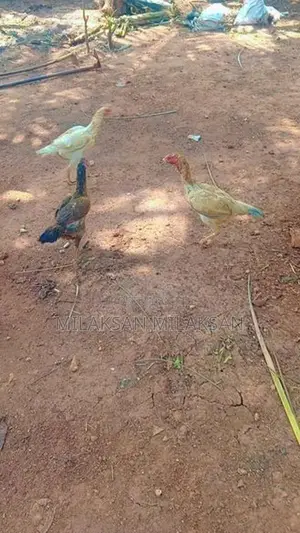 Parrot Nose Roosters