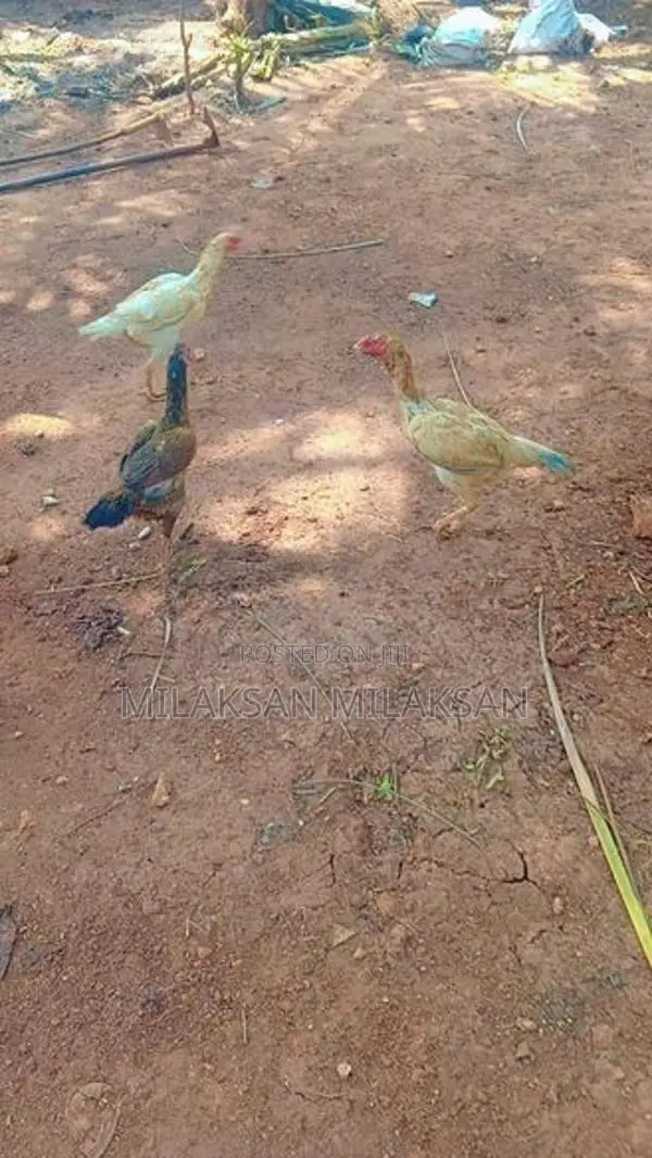 Parrot Nose Roosters