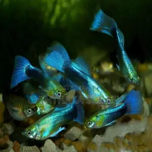 Blue Neon Guppy