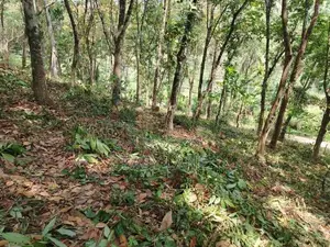 කොළඹ නුවර ප්‍රධාන මාර්ගයට ආසන්නයෙන් පර්චස් 340ක්