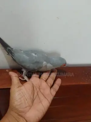 Ringneck Bird