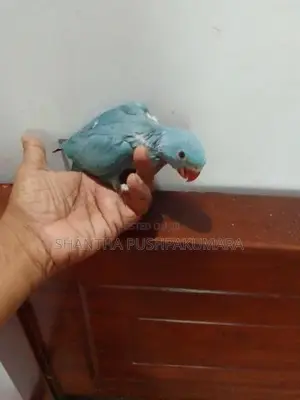Ringneck Bird