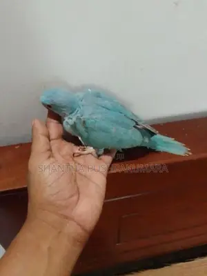Ringneck Bird