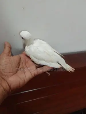 Ringneck Bird