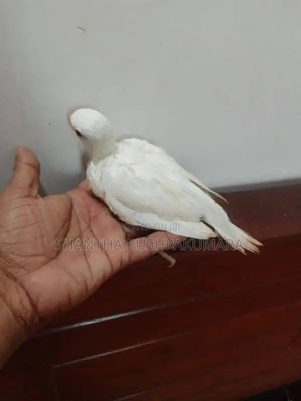 Ringneck Bird