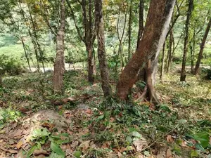 කොළඹ නුවර ප්‍රධාන මාර්ගයට ආසන්නයෙන් පර්චස් 340ක්