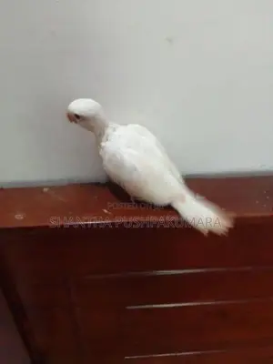 Ringneck Bird