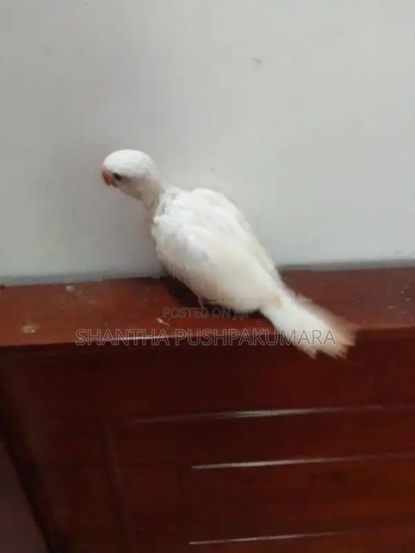Ringneck Bird