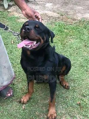 Rottweiler Male