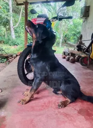 Rottweiler Male