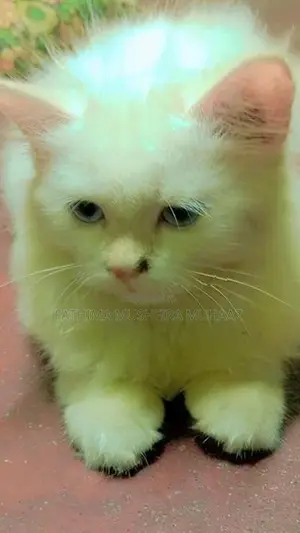 Persian Kittens