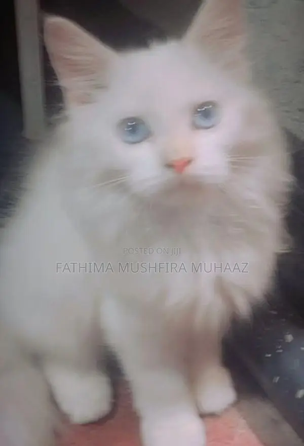 Persian Cat