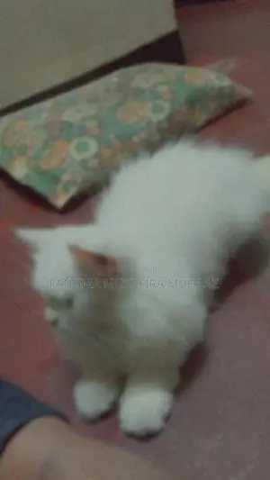 Persian Cat