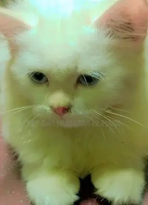 Persian Cat